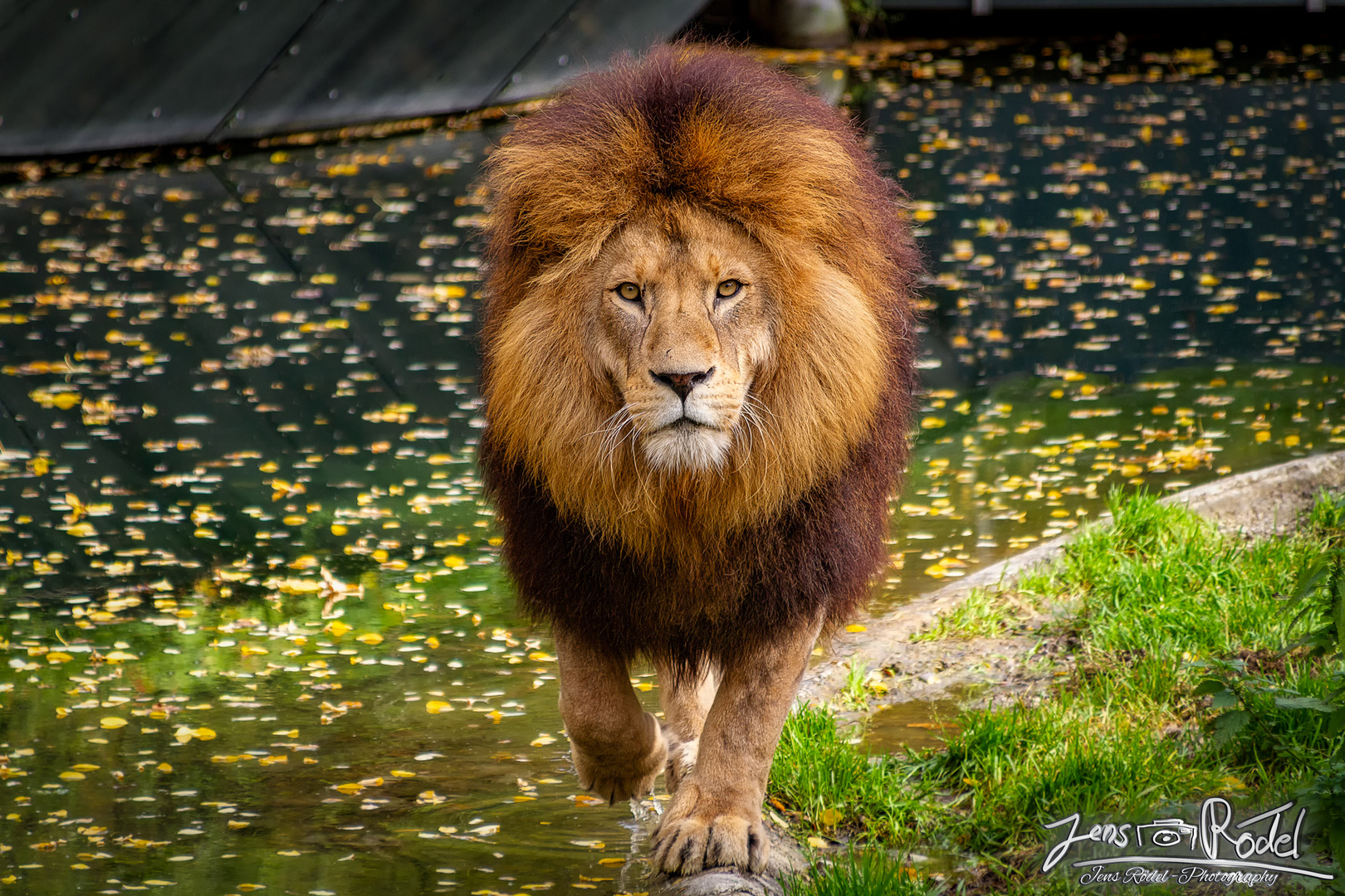 König der Tiere