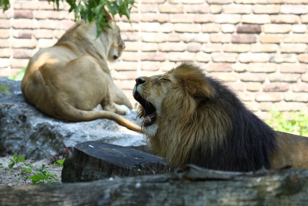 König der Tiere Foto & Bild | tiere, zoo, wildpark & falknerei, natur ...