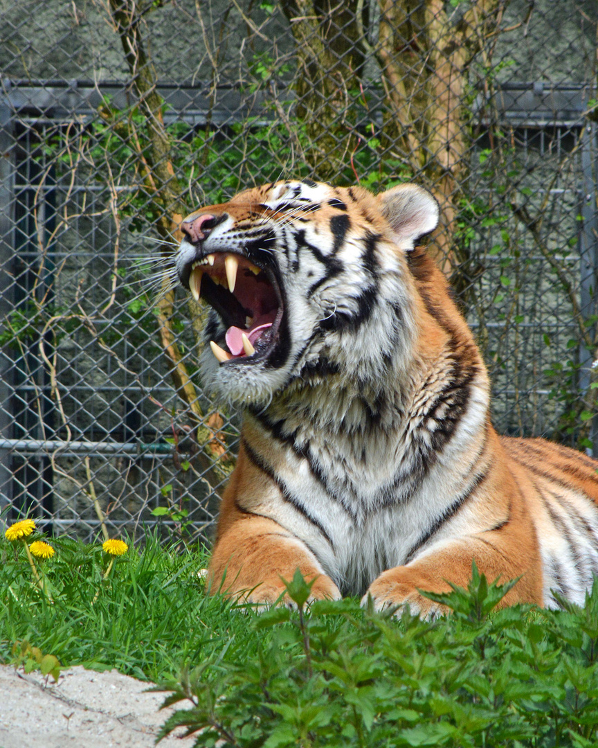 König der Tiere