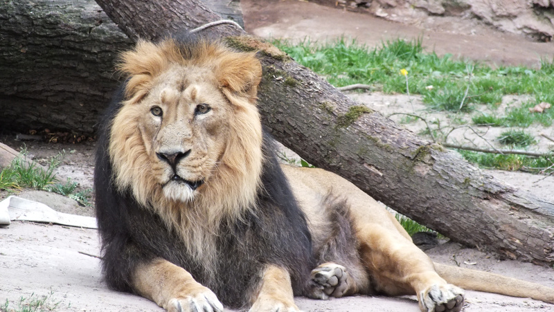 König der Tiere ... Foto & Bild | tiere, zoo, wildpark & falknerei ...