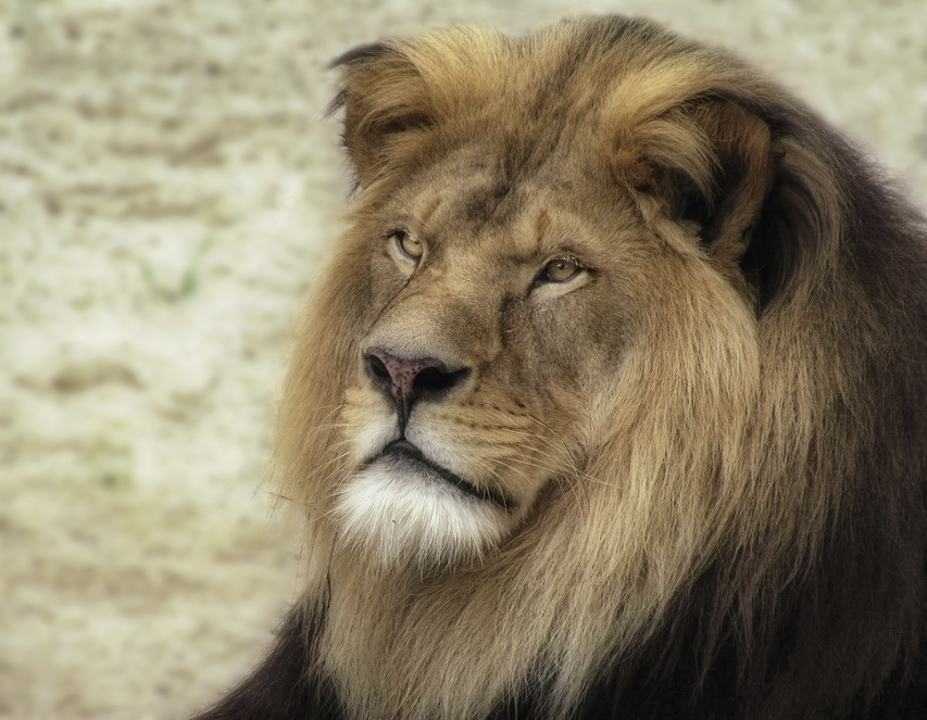 König der Tiere von dieheide 