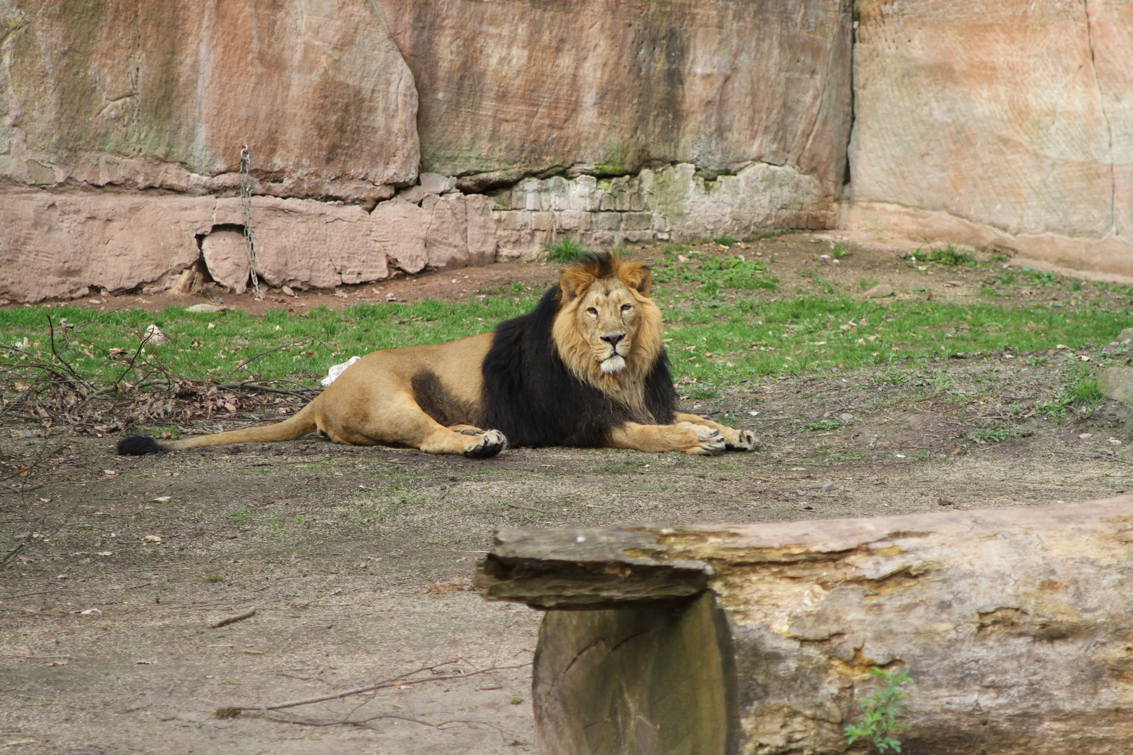 König der Tiere