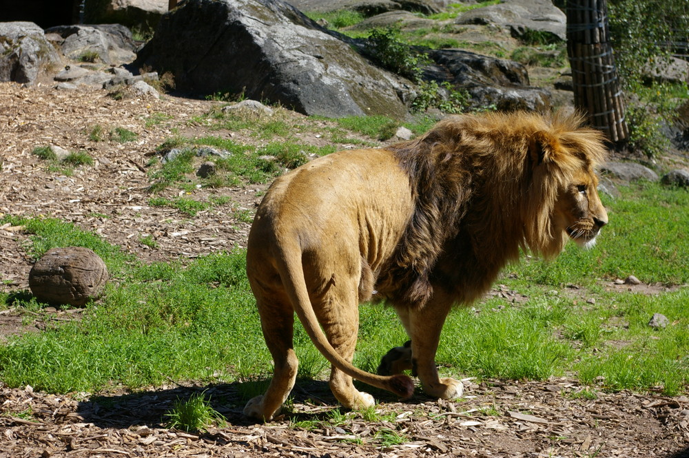 König der Tiere