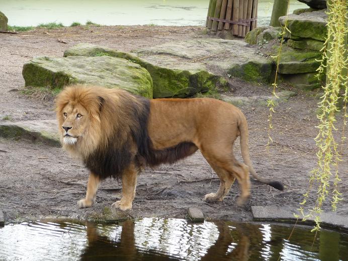 König der Tiere?!