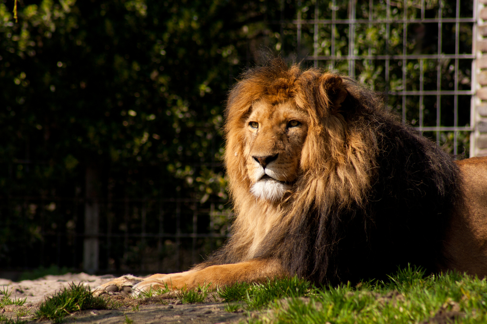 König der Tiere