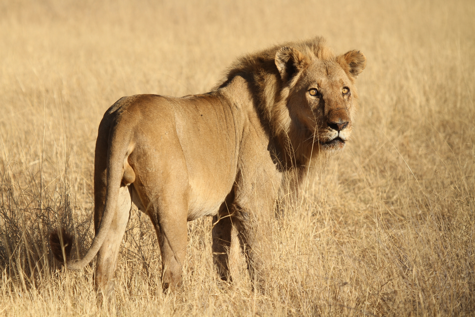 König der Tiere im Moremi- NP Botswana