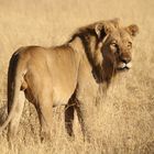 König der Tiere im Moremi- NP Botswana