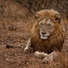 König der Tiere in klassischer Pose