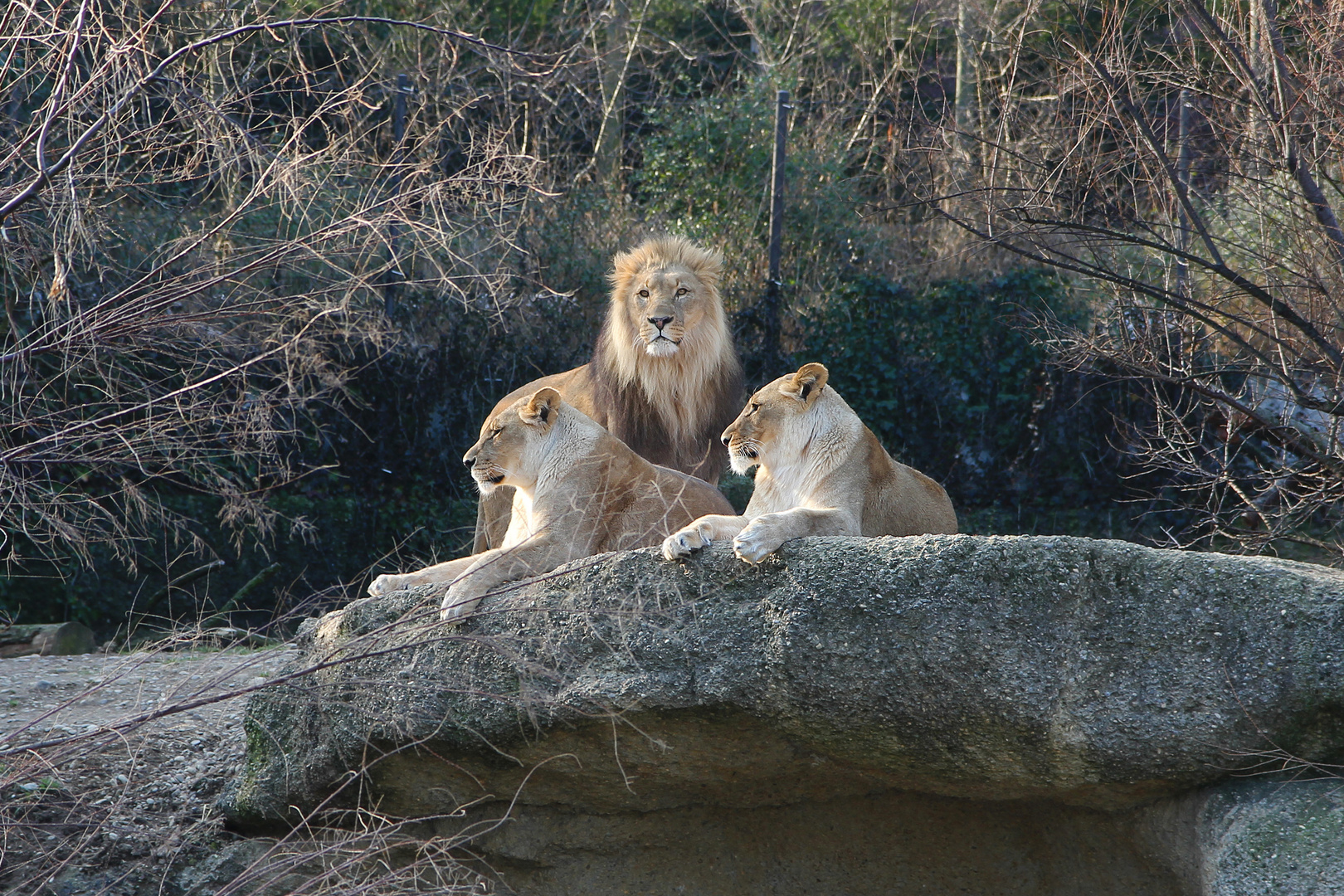 König der Tiere mit Harem