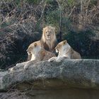 König der Tiere mit Harem