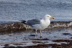 König der Tiere mit vier Buchstaben und endet auf ...öwe