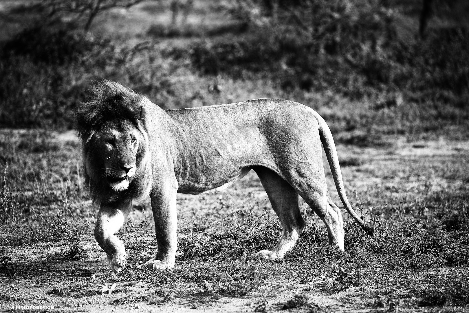 König der Tiere SW