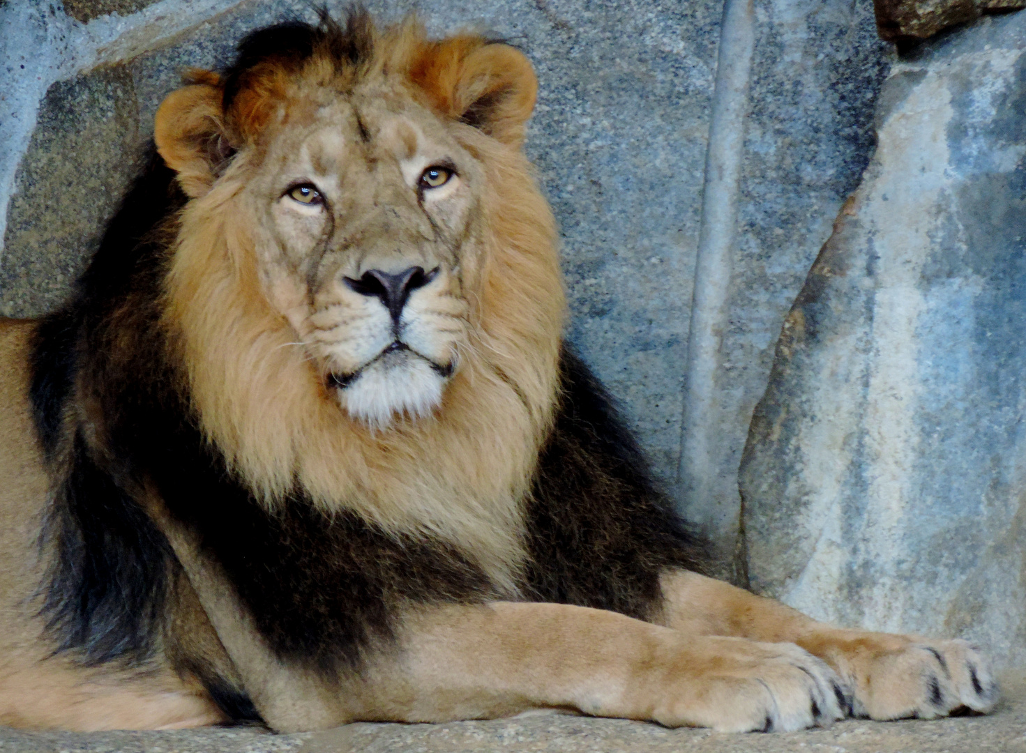 König der Tiere Tierpark Berlin