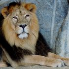 König der Tiere Tierpark Berlin