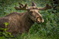 König der Wälder