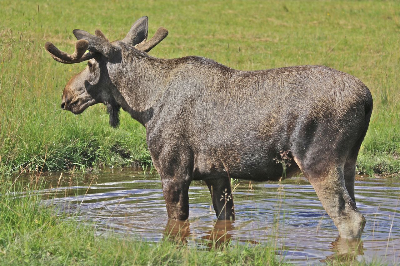 König der Wälder