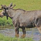 König der Wälder