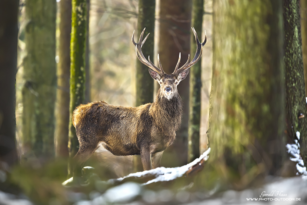 König der Wälder