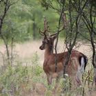 König der Wälder