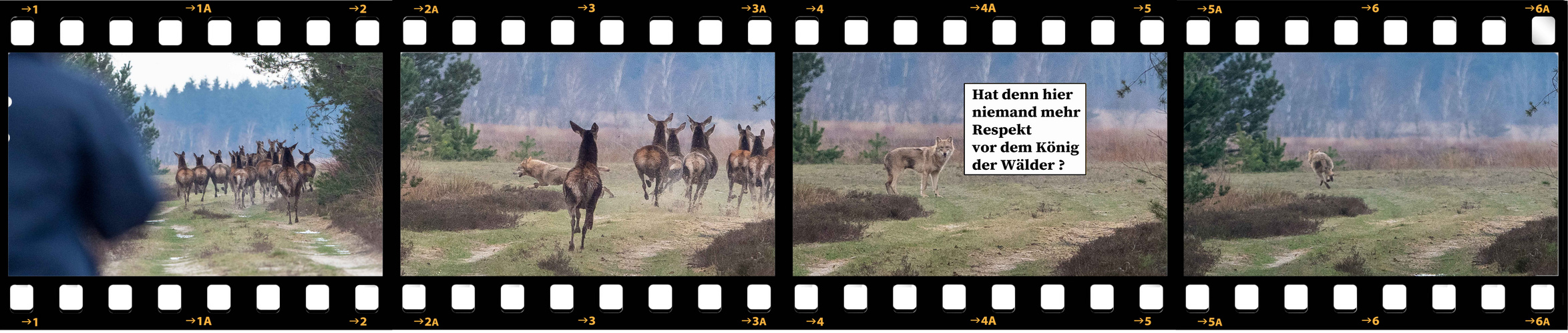 König der Wälder