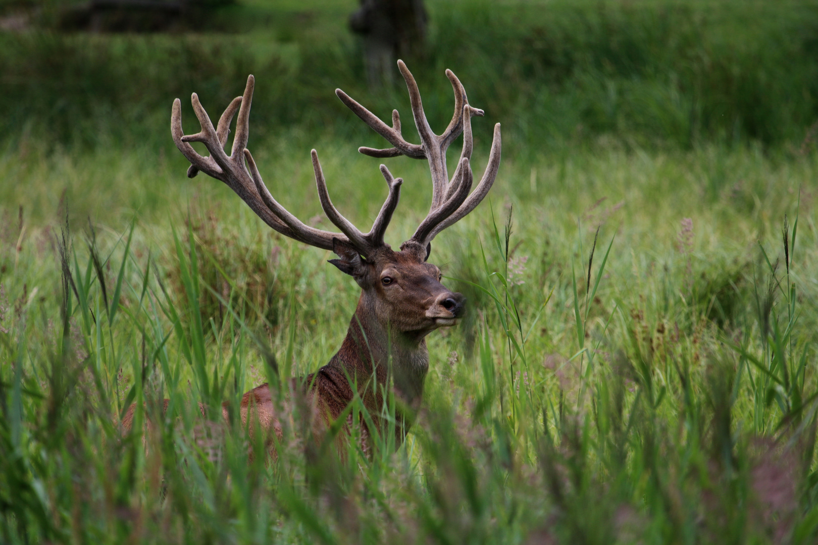 König der Wälder