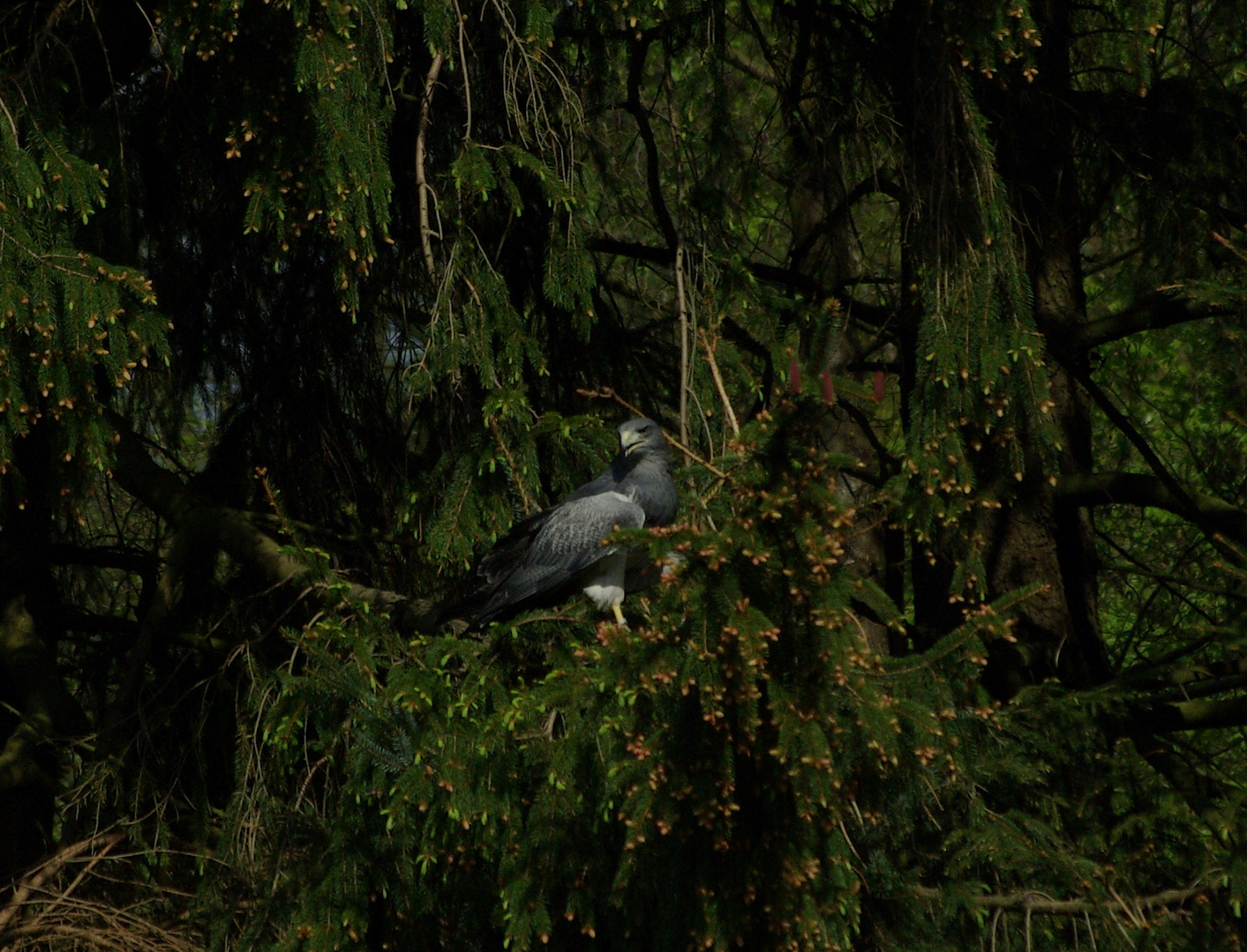 König der Wälder