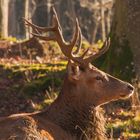 König der Wälder