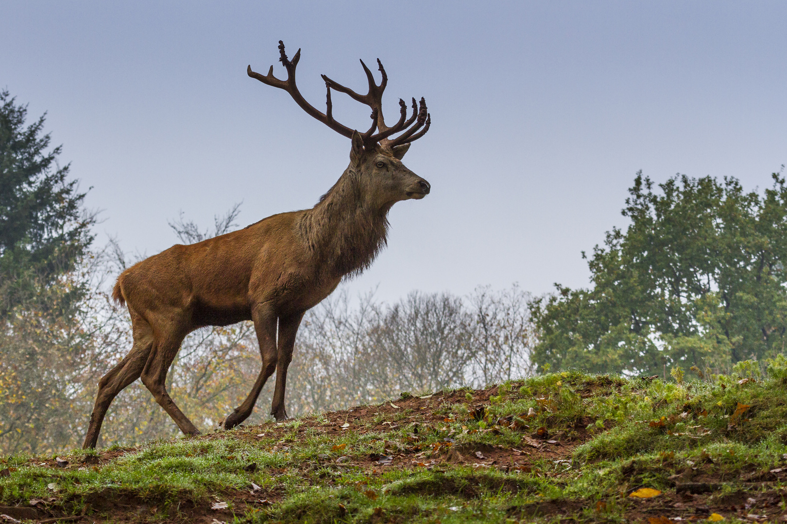 König der Wälder