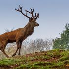 König der Wälder