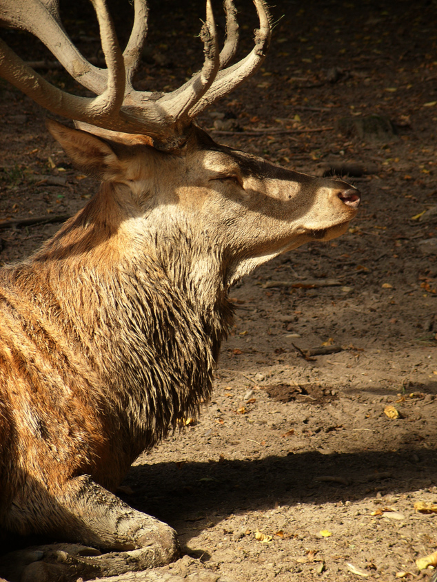 König der Wälder