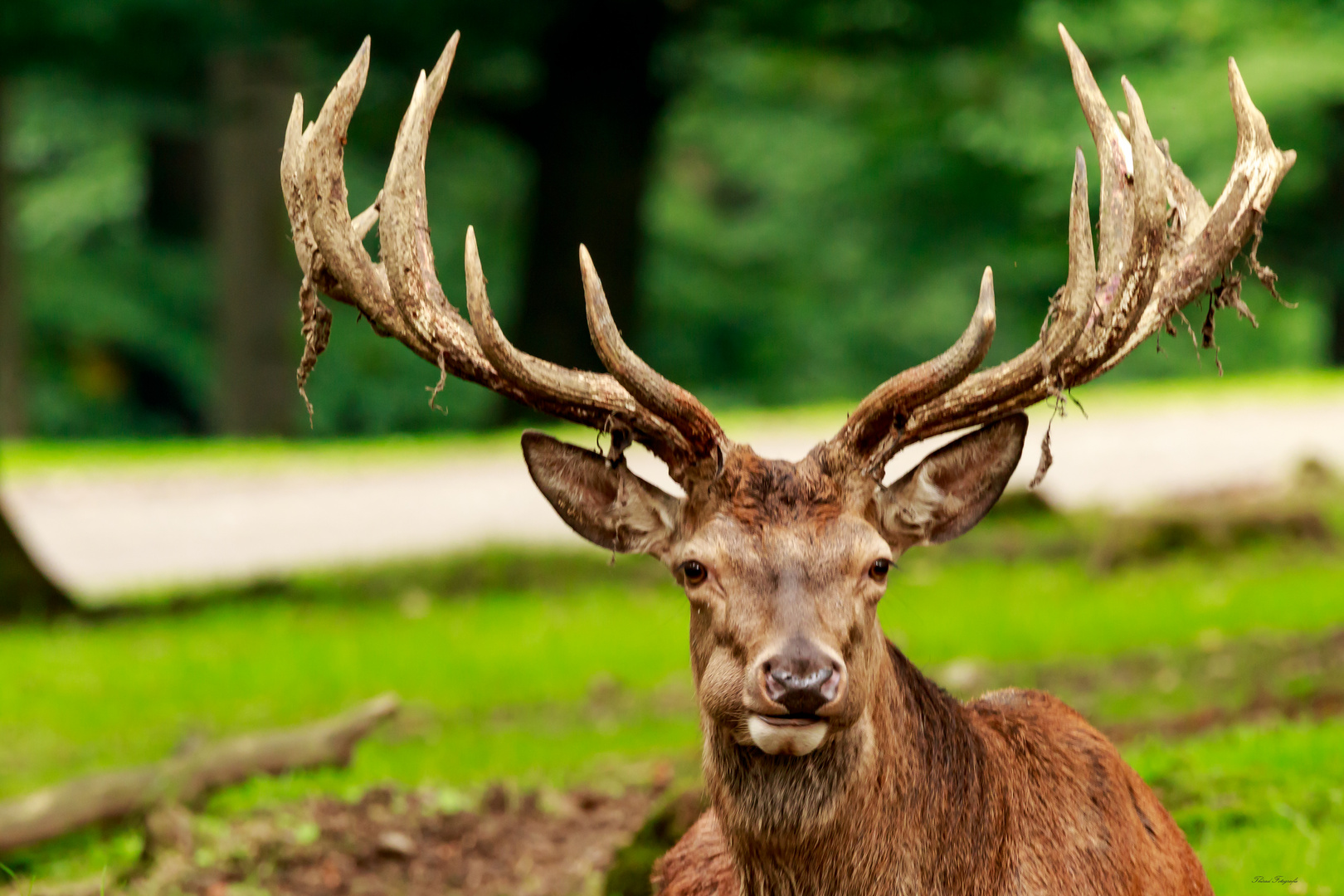 König der Wälder