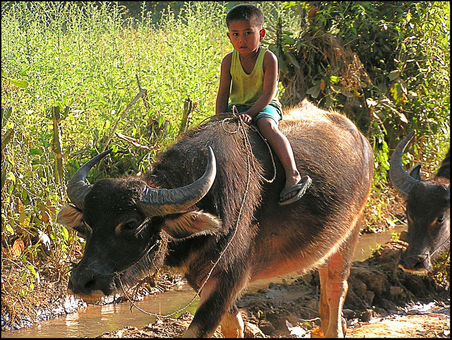 König der Wasserbüffel