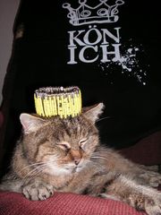 "König der Welt" - Katze müsste man sein!