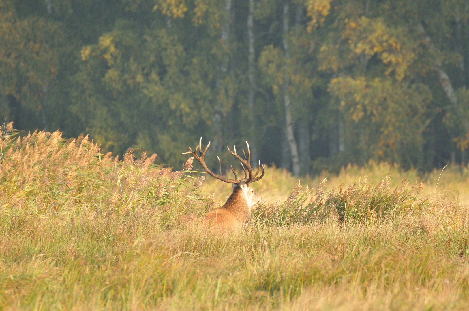 König des Herbstwaldes