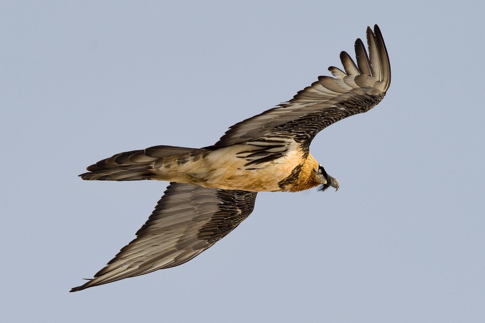 König des Himmel