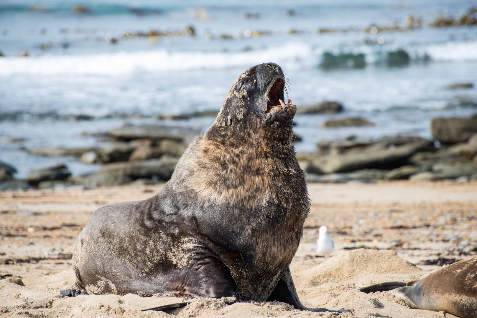 ... König des Strandes...