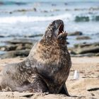 ... König des Strandes...