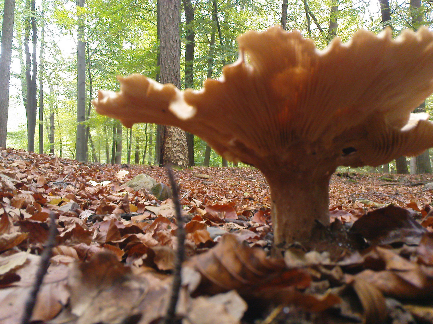 König des Waldbodens