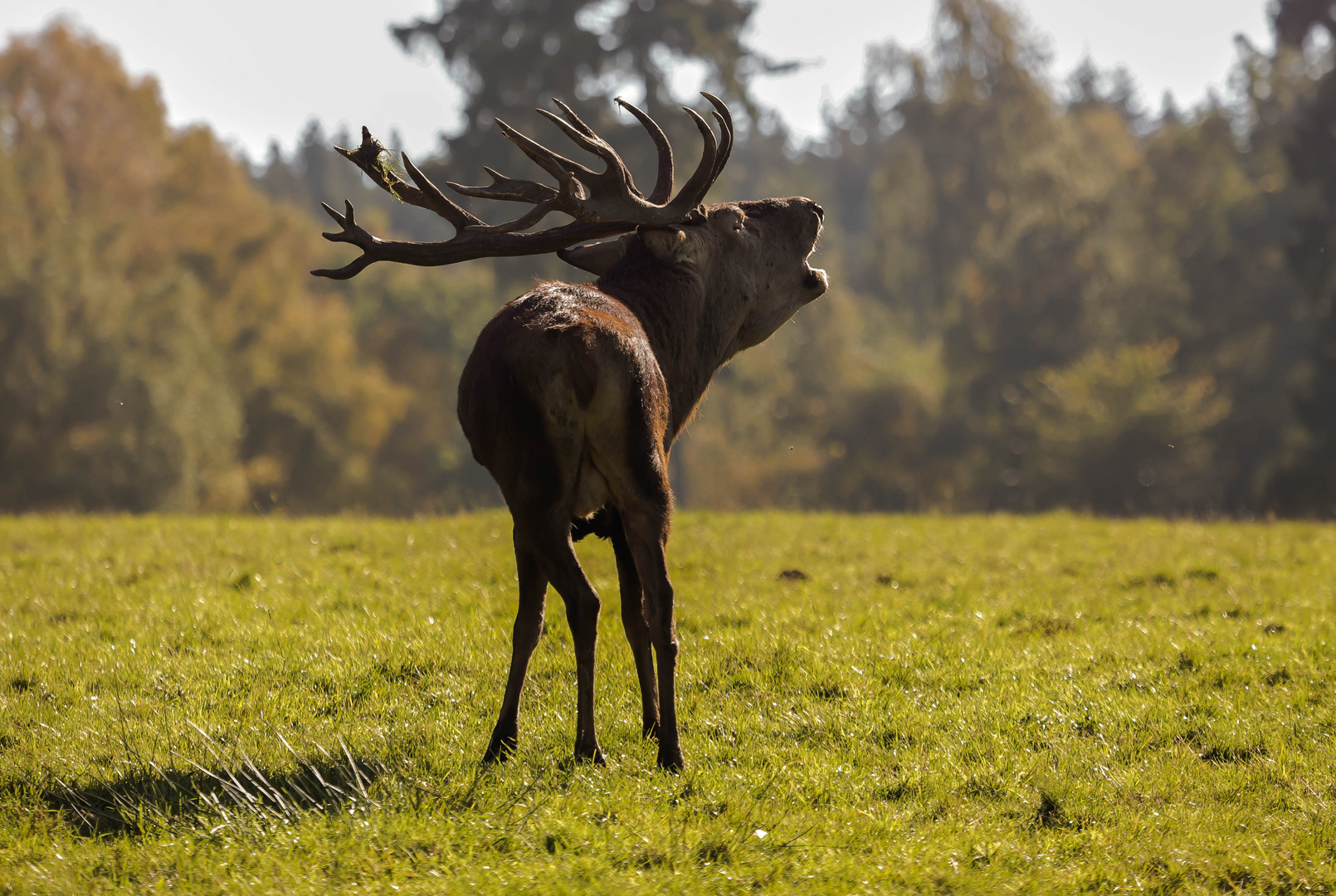 König des Waldes 