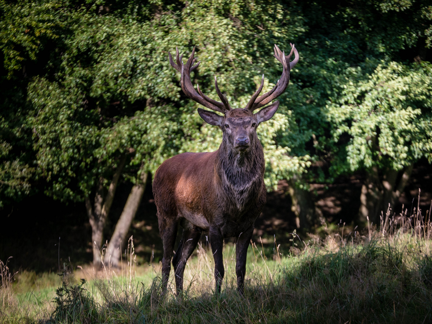 König des Waldes