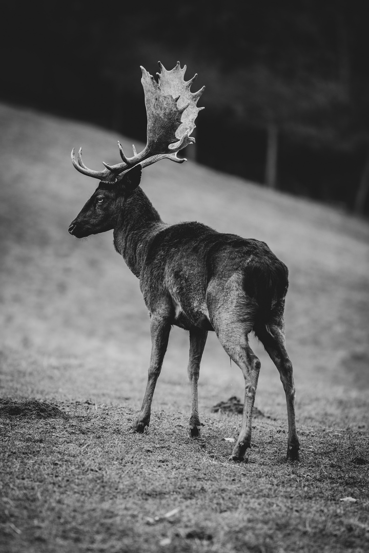 König des Waldes 