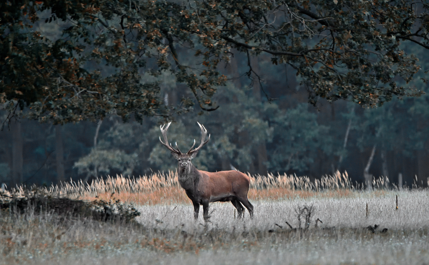 König des Waldes