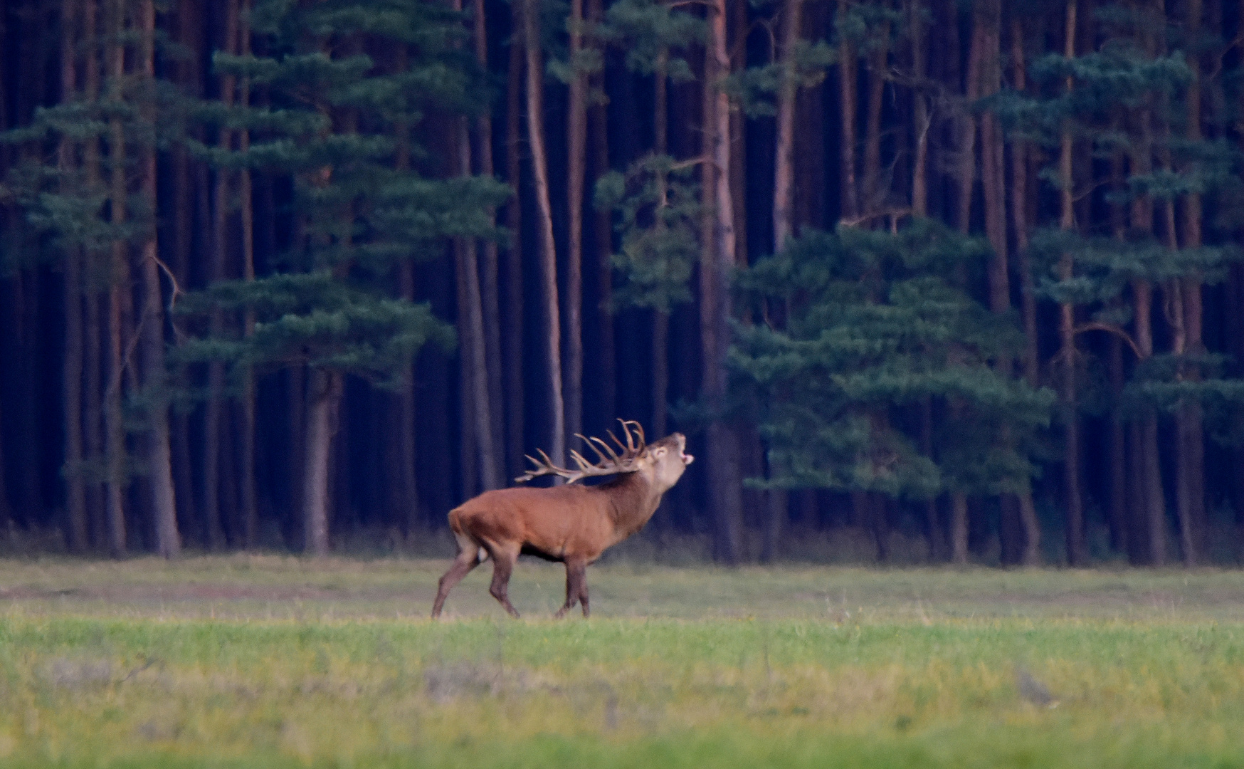  König des Waldes