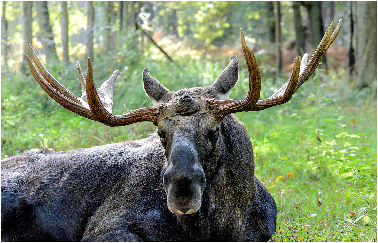 König des Waldes