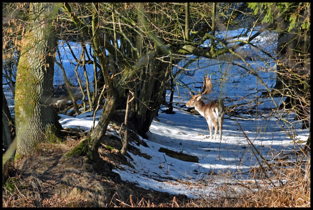 König des Waldes von Ole Tiedemann 