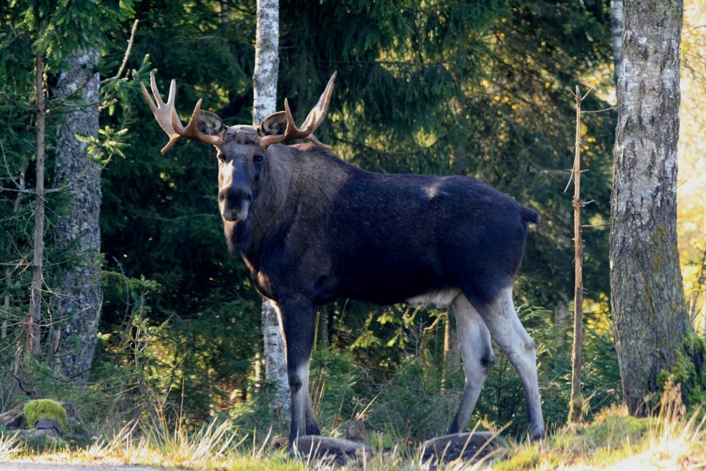 König des Waldes