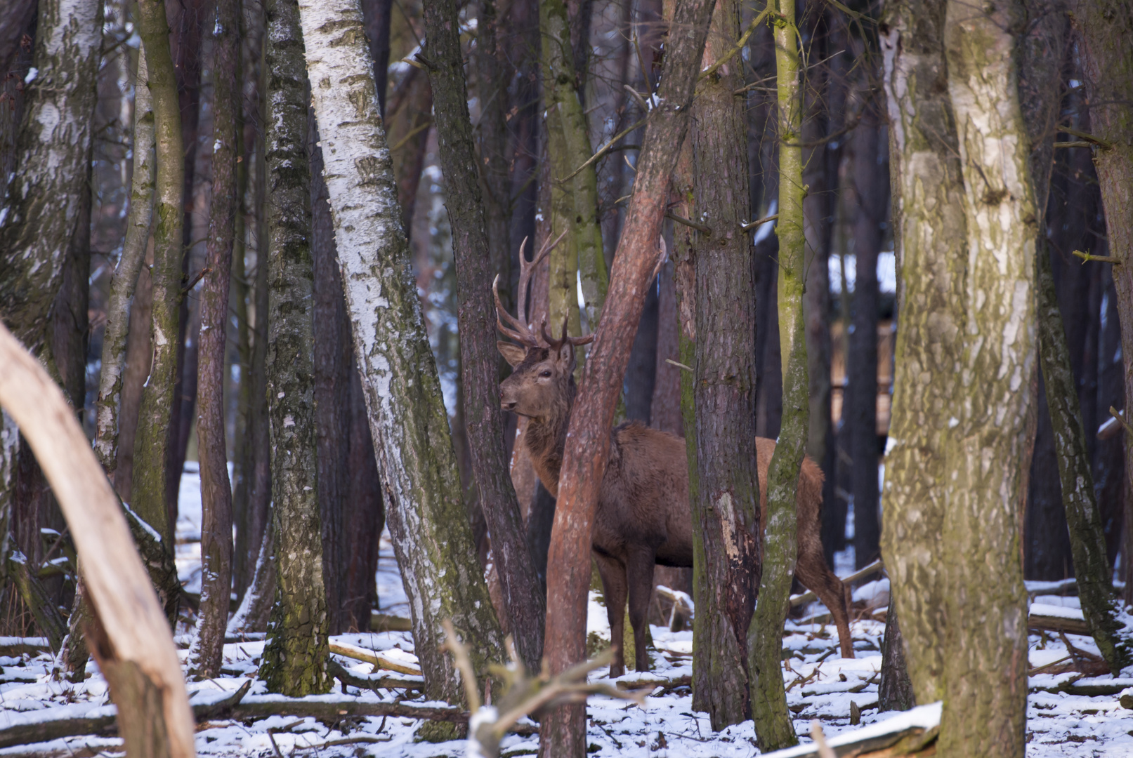 König des Waldes