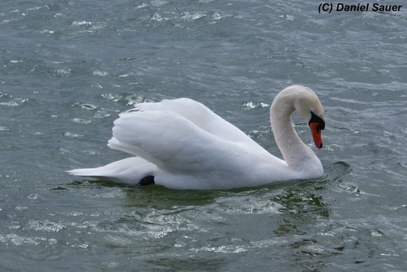 König des Wassers