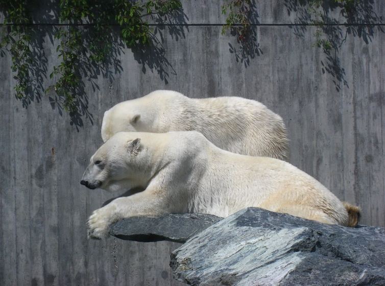 König des Winters