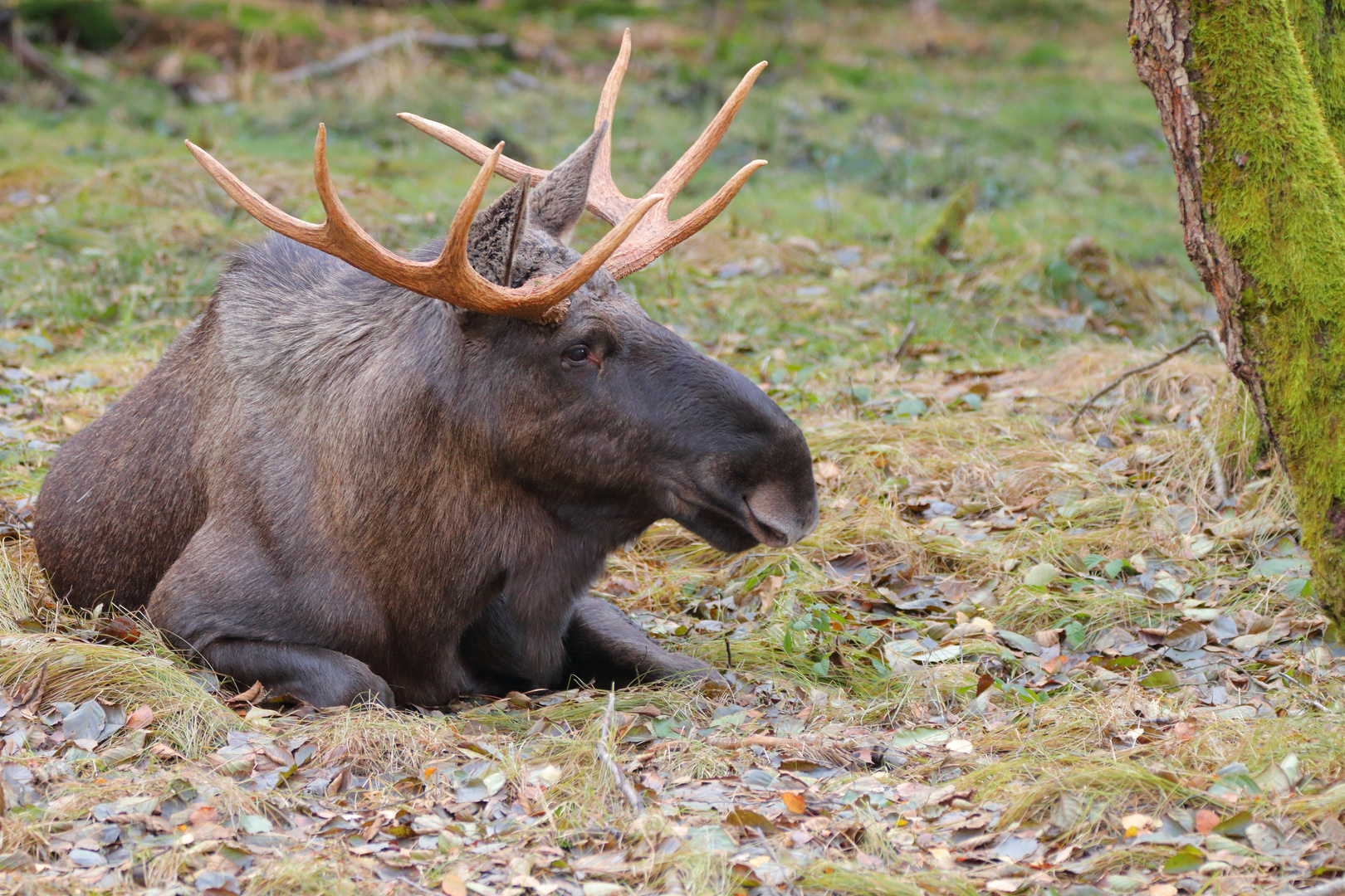 König Dickerchen